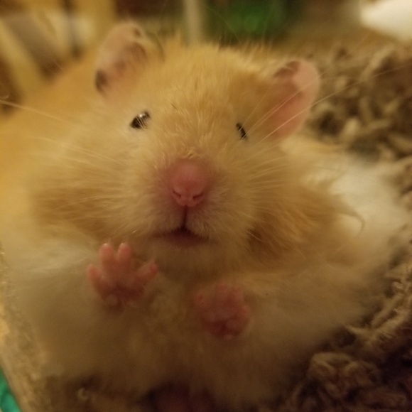 Meet your Posher, Lori - Picture 3 of 4